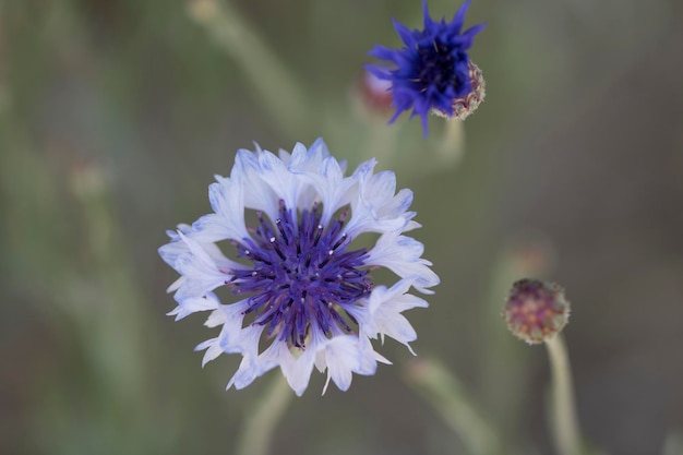 beautiful cornflower in the Field