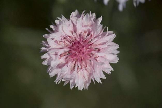 beautiful cornflower in the Field