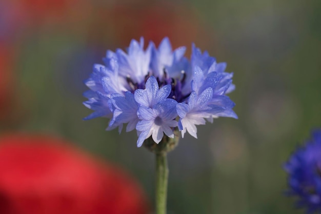 beautiful cornflower in the Field