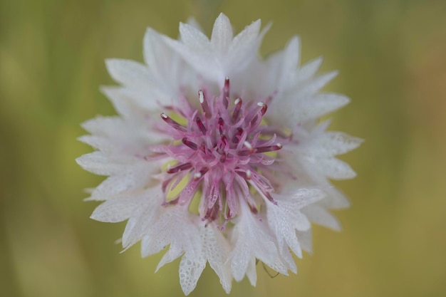 beautiful cornflower in the Field