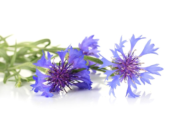 Beautiful cornflowers isolated on white