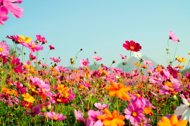 Beautiful Cosmos Field, Vintage color style