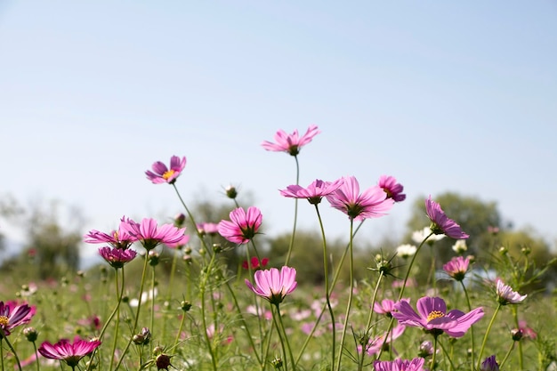 The beautiful cosmos in the field