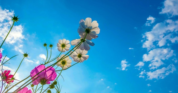 beautiful cosmos flower background and blue sky