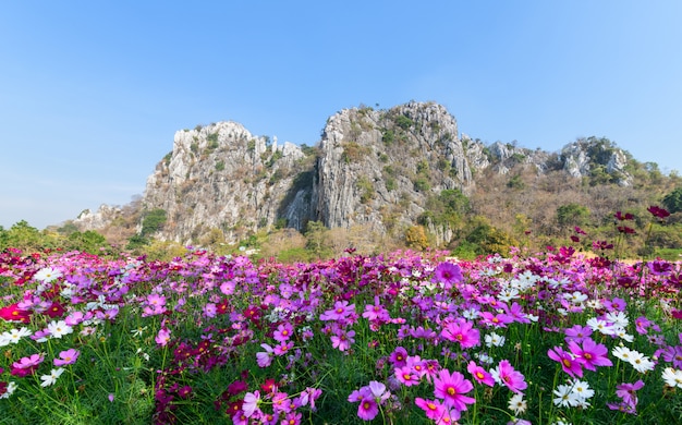 Beautiful cosmos flower blooming in cosmos field