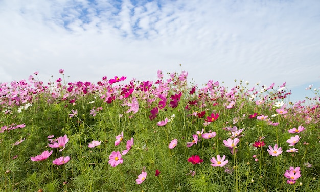 Beautiful of Cosmos Flower field for background