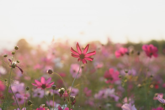 Beautiful cosmos flower fields with sunlight 