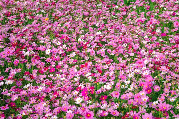 Beautiful cosmos flower in garden, colorful cosmos flower blooming background,