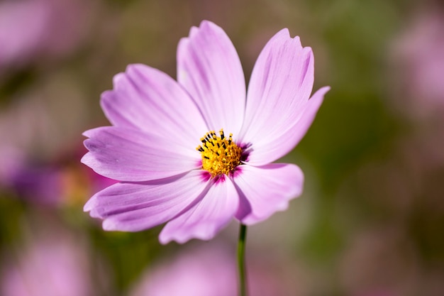 Beautiful cosmos flower in the garden