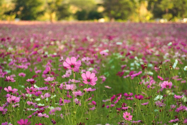 ฺBeautiful Cosmos flower