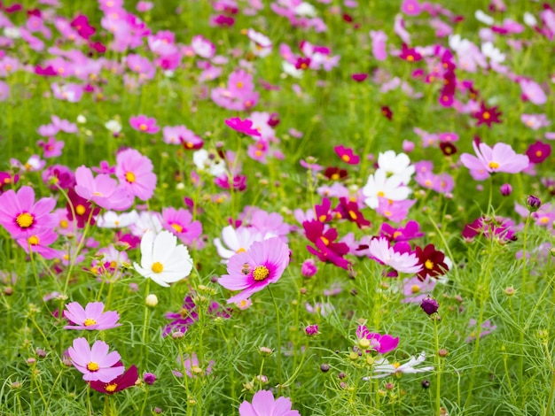 Beautiful Cosmos flowers blooming in the nature