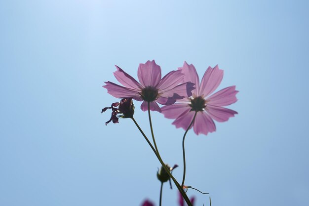 Beautiful cosmos flowers blooming in the sun blue sky background