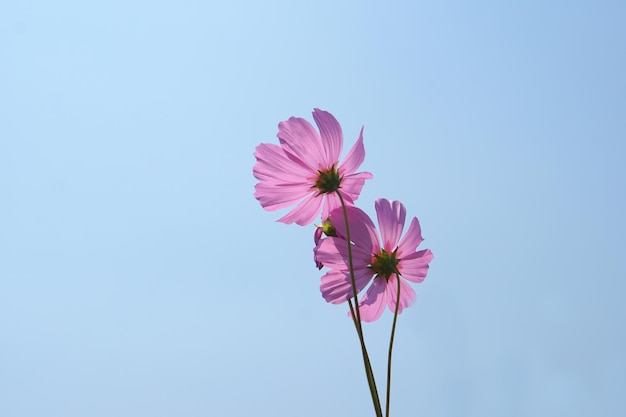 Beautiful cosmos flowers blooming in the sun blue sky background