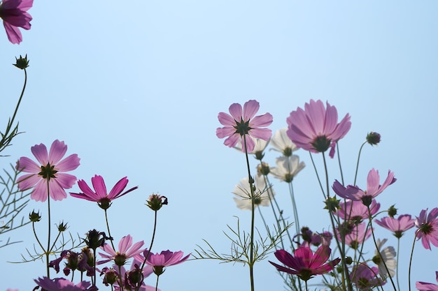 Beautiful cosmos flowers blooming in the sun blue sky background