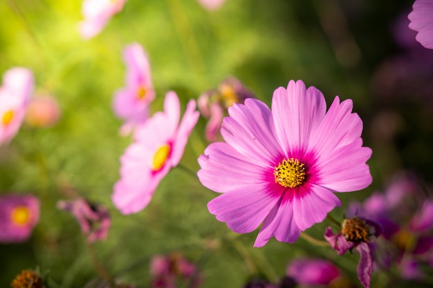 Beautiful Cosmos flowers in garden. Nature background.