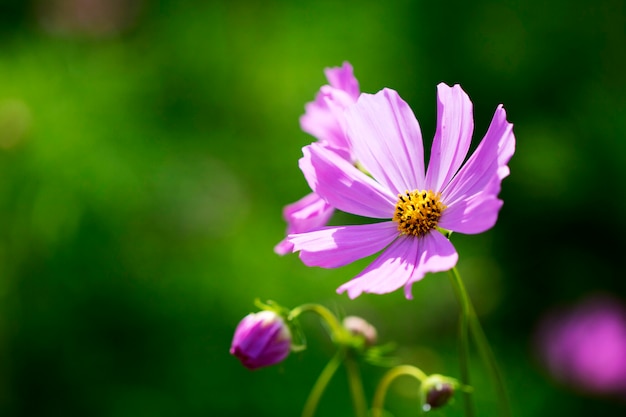 Beautiful cosmos flowers in the garden