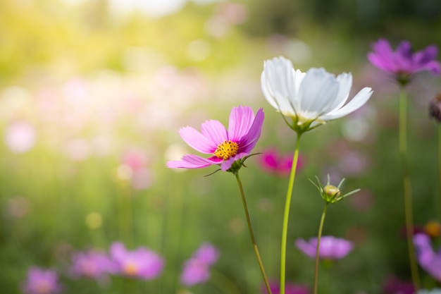 Beautiful cosmos flowers at the garden