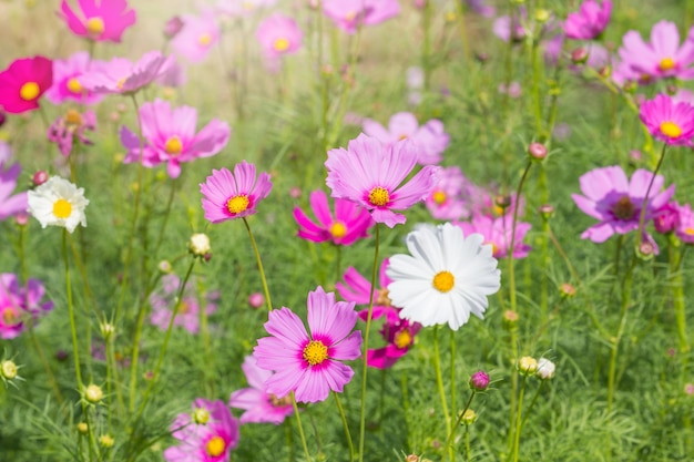 Beautiful Cosmos flowers in summer season