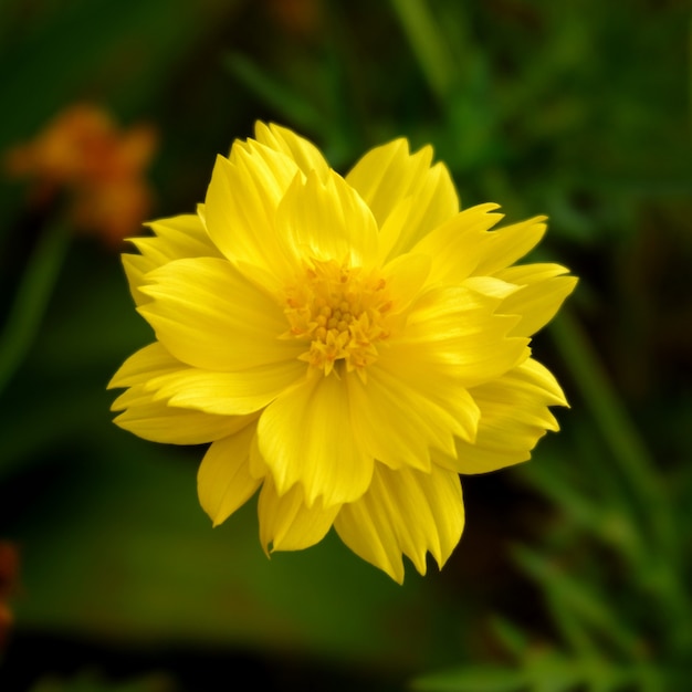 Beautiful cosmos sulphureus flower in the garden