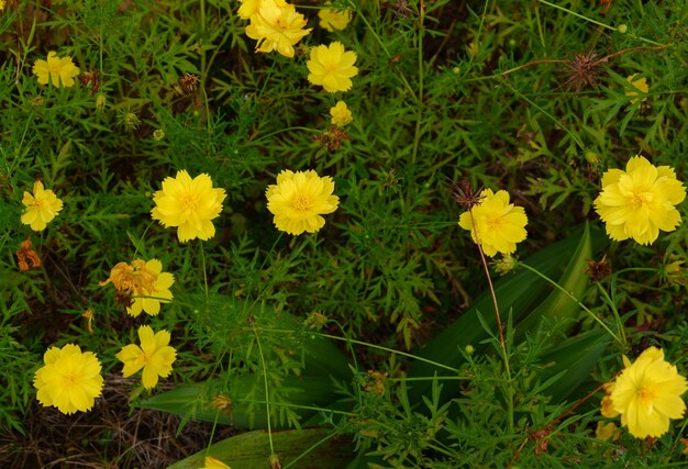 Beautiful cosmos sulphureus flower in the garden