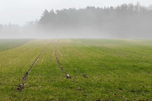 Beautiful country landscape with tree background at foggy weather