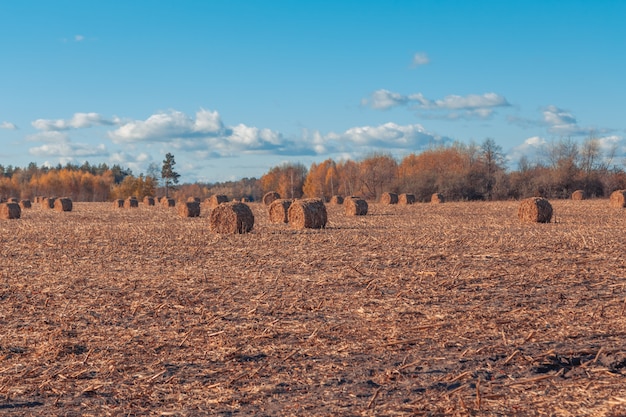 Beautiful countryside landscape. Round straw bales in harvested fields and blue sky with clouds