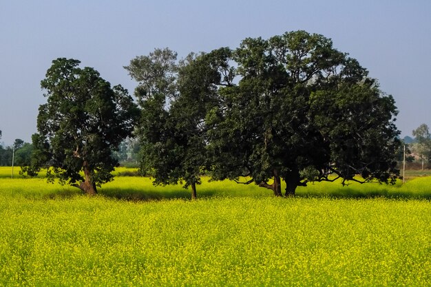 Beautiful countryside in Madhya Pradesh, India.