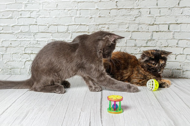 Beautiful couple of gray cat boy and girl on a brick wall background