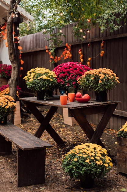 Beautiful courtyard near the house with chrysanthemums and pumpkins