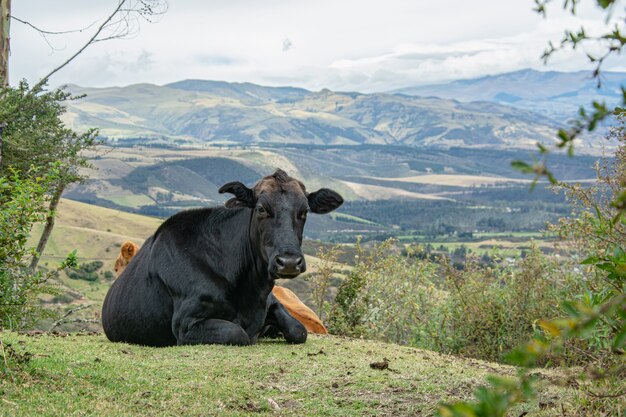 beautiful cows lying in the Andean pasture