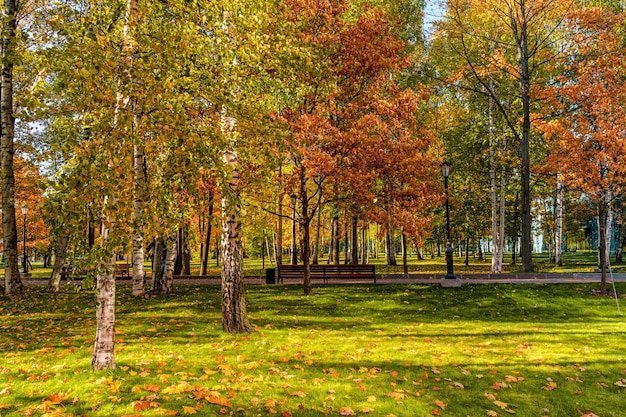 Beautiful cozy autumn landscape a park with colorful leaves on a sunny day