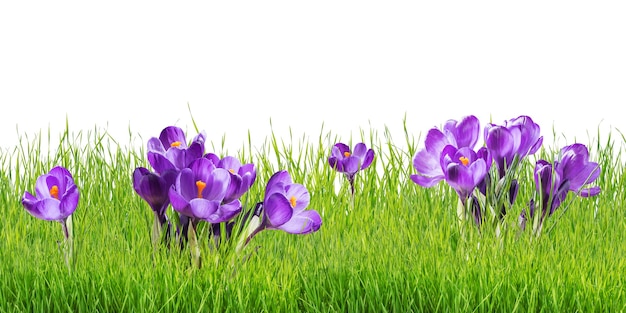 Beautiful crocus flowers isolated on white background. Spring nature decoration