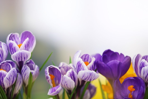 Beautiful crocus flowers on light blurred background