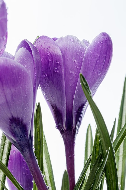 Beautiful Crocus flowers with dew drops on a white background