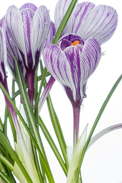 Beautiful Crocus flowers with dew drops on a white background