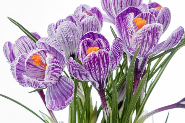 Beautiful Crocus flowers with dew drops on a white background