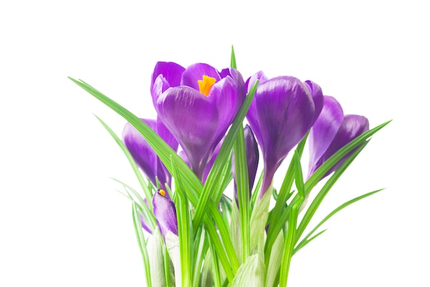 beautiful crocus  - fresh spring flowers. Violet crocus flowers bouquet .