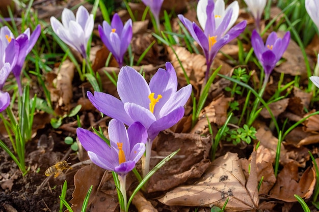 Beautiful crocuses on green grass on the sunny spring day High quality photo