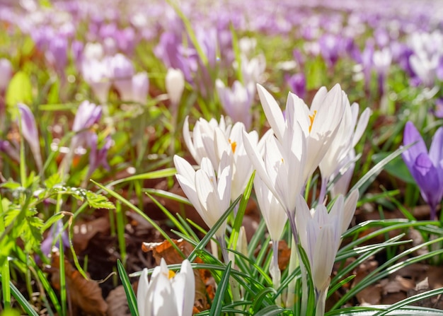 Beautiful crocuses on green grass on the sunny spring day High quality photo