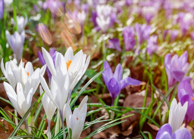 Beautiful crocuses on green grass on the sunny spring day High quality photo