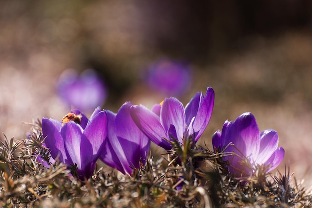 Beautiful crocuses spring first oniony group of blooming purple flowers good for greeting postcard