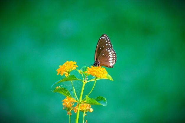 Beautiful Crow butterfly resting on the flower plant