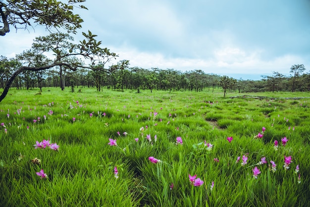 Beautiful Curcuma sessilis pink flowers bloom in the rain forest,  at Pa Hin Ngam National Park Chaiyaphum Province ,Thailand