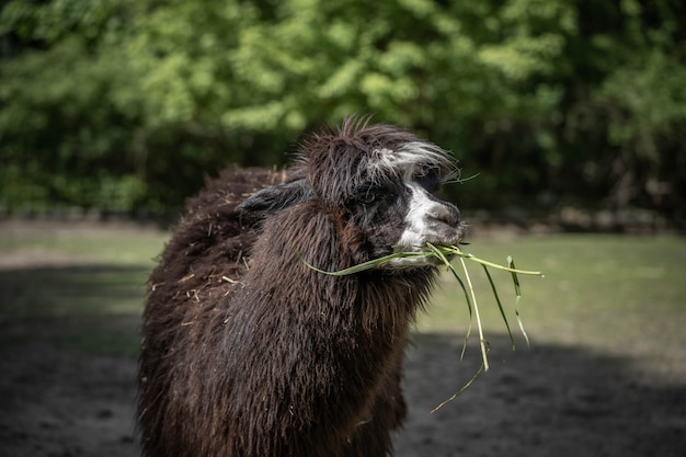 Beautiful cute alpaca chewing grass,  