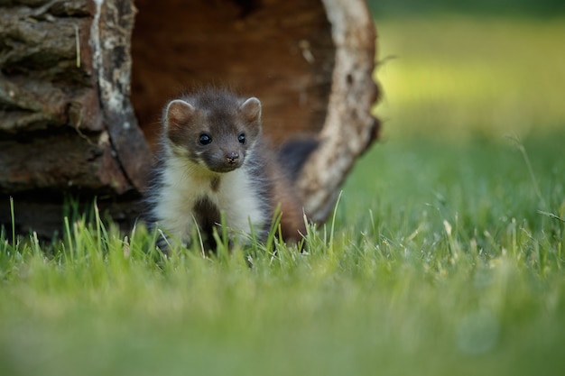 Beautiful cute beech marten 