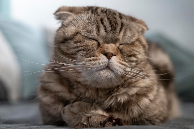 Beautiful cute cat Scottish Fold is resting she closed her eyes and is dozing lying on soft plaid