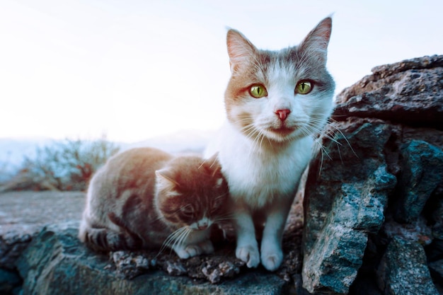 Beautiful cute cat taking sun bath at street of old town