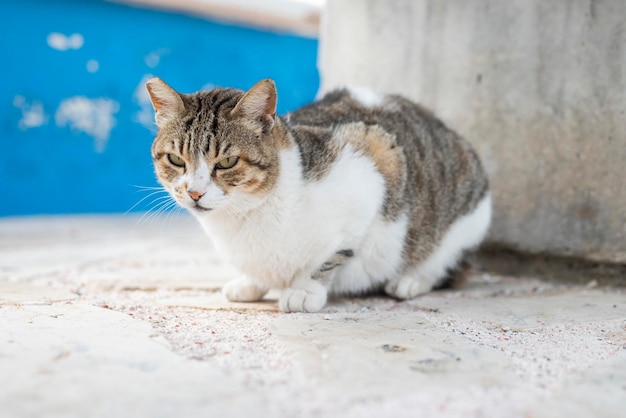 beautiful cute fluffy cat outdoors