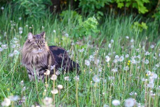 A beautiful cute fluffy cat walking in a field among dandelions