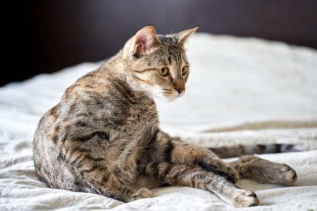 A beautiful cute funny cat is lying on the bed